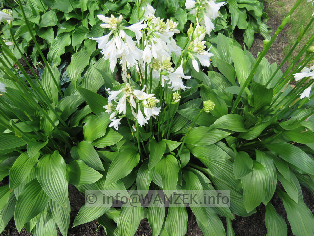 Hosta rectifolia Alba 02 Blueten 1.JPG